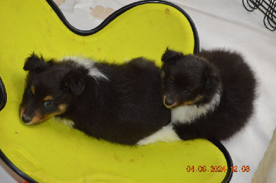 Des Amours Du Bois De Fer - Shetland Sheepdog - Portée née le 25/04/2024