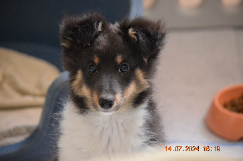 Des Amours Du Bois De Fer - Chiot disponible  - Shetland Sheepdog