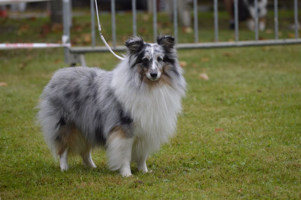 Roddy bleu Des Amours Du Bois De Fer