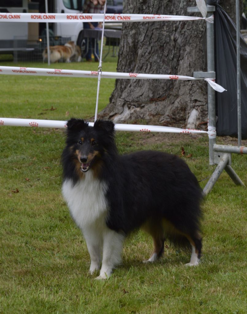 Vangelis black Des Amours Du Bois De Fer