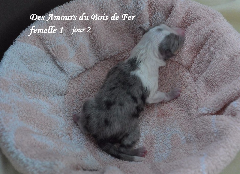 Des Amours Du Bois De Fer - Shetland Sheepdog - Portée née le 09/07/2016