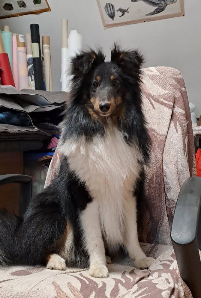 Des Amours Du Bois De Fer - Chiots disponibles - Shetland Sheepdog